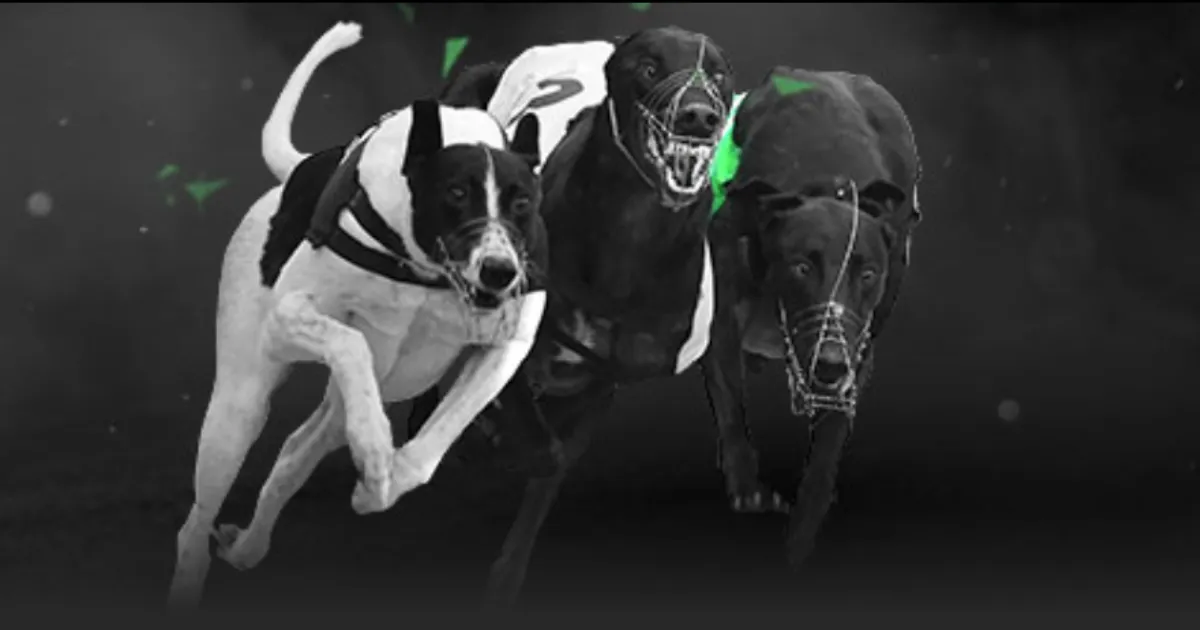 欧冠前瞻,皇马曼城,年连战,广州赛马会,广州赛马,赛马活动,马术赛事